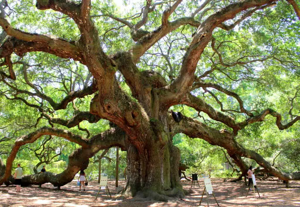 Angel Oak Tree in Johns Island SC