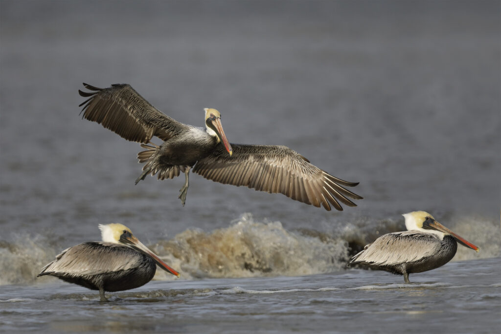 brown pelicans in Georgia