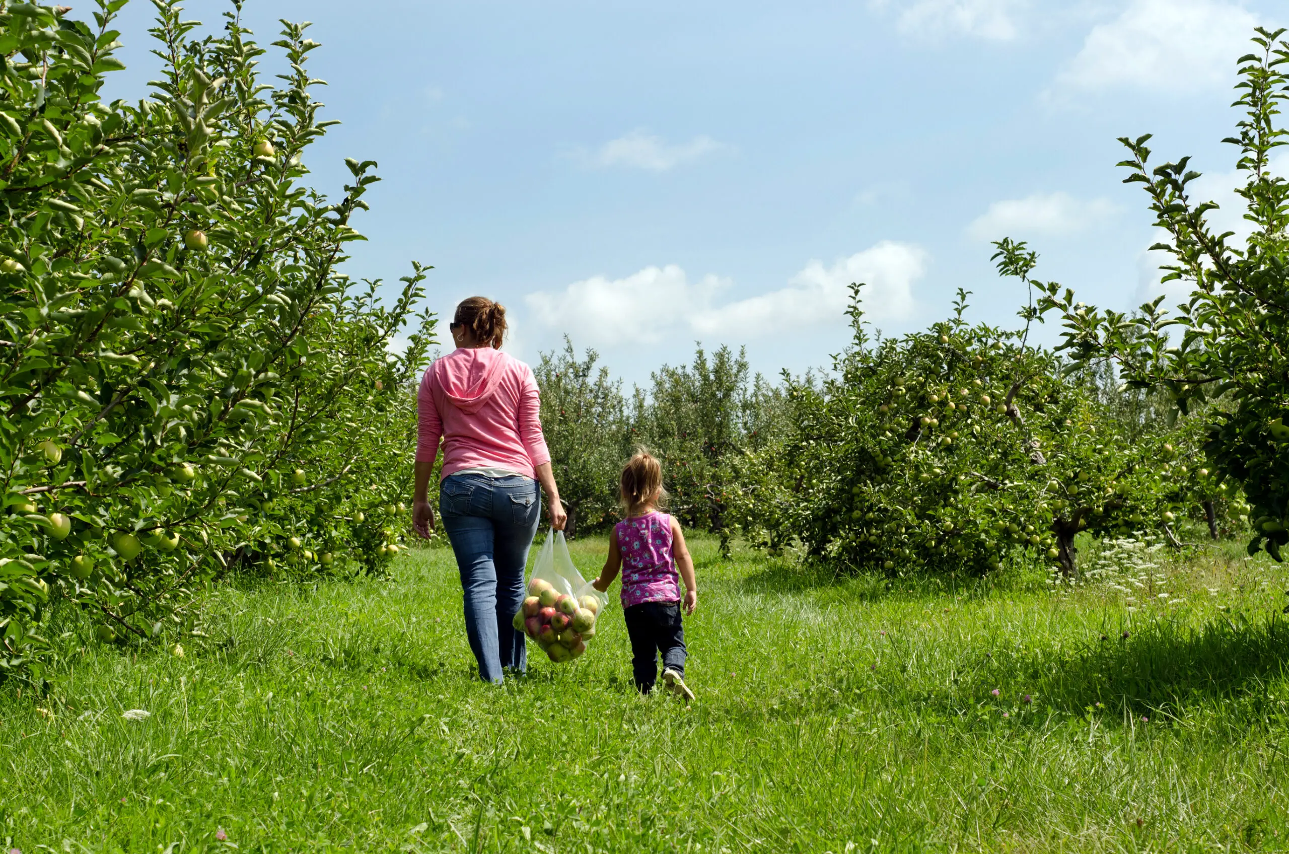 Mom and daughter picking apples at an orchard