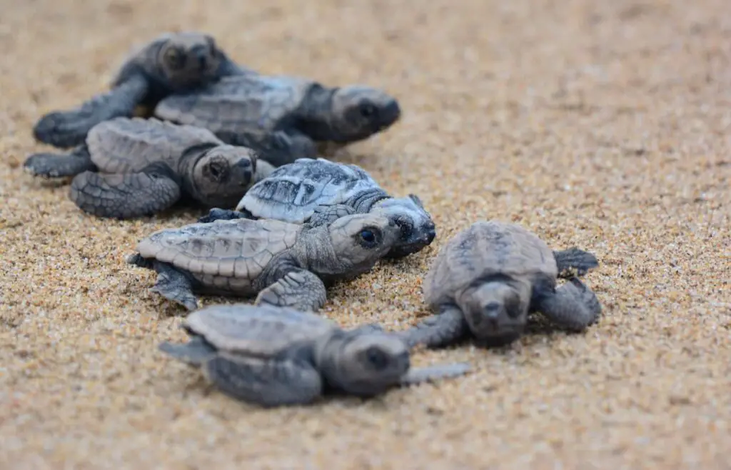 Loggerhead Sea Turtle Hatchlings