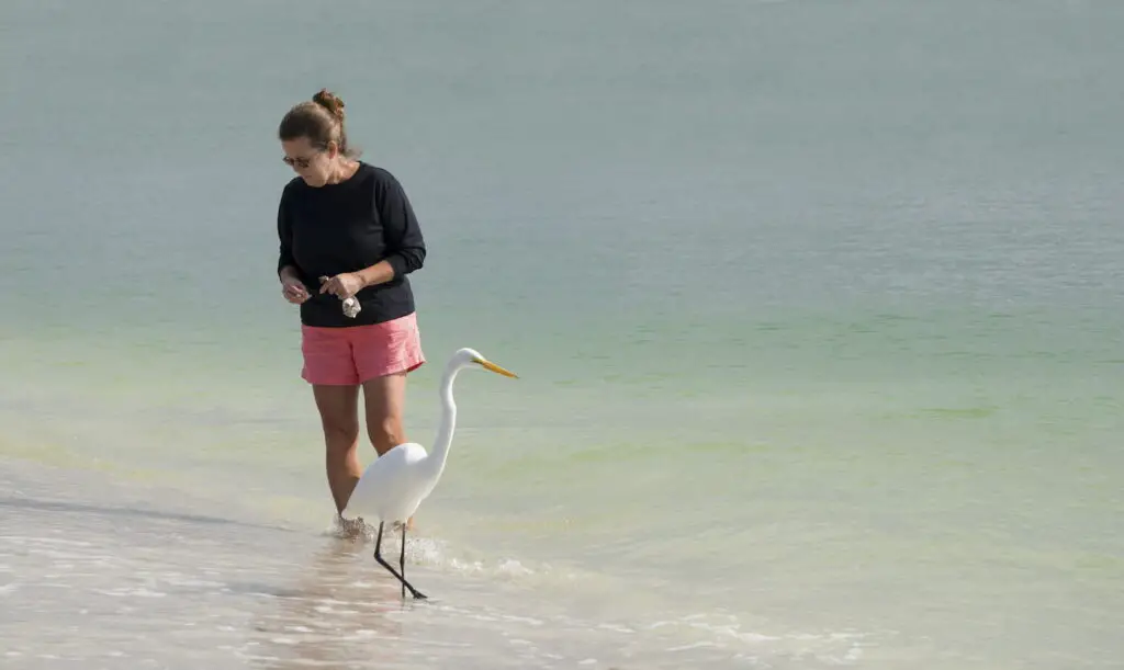 Senior woman walking in the surf with a Great Egret on St. Pete Florida Beach