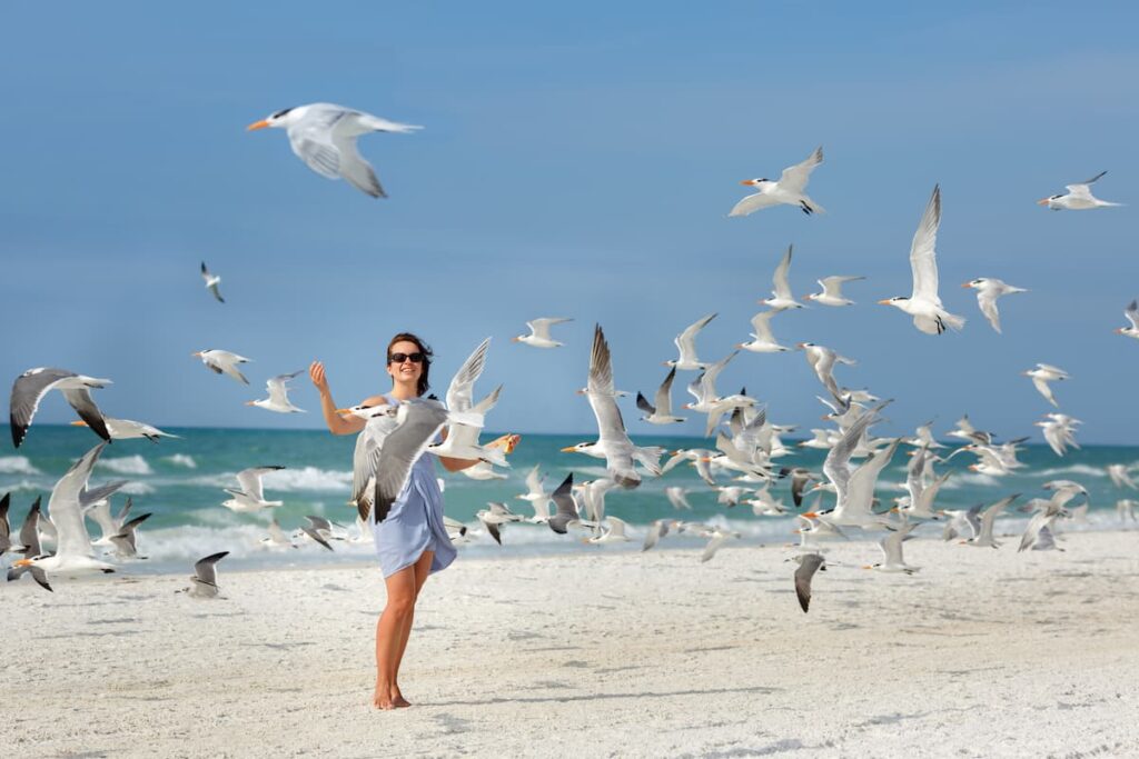 Seagulls and tourist on Siesta Beach Fl