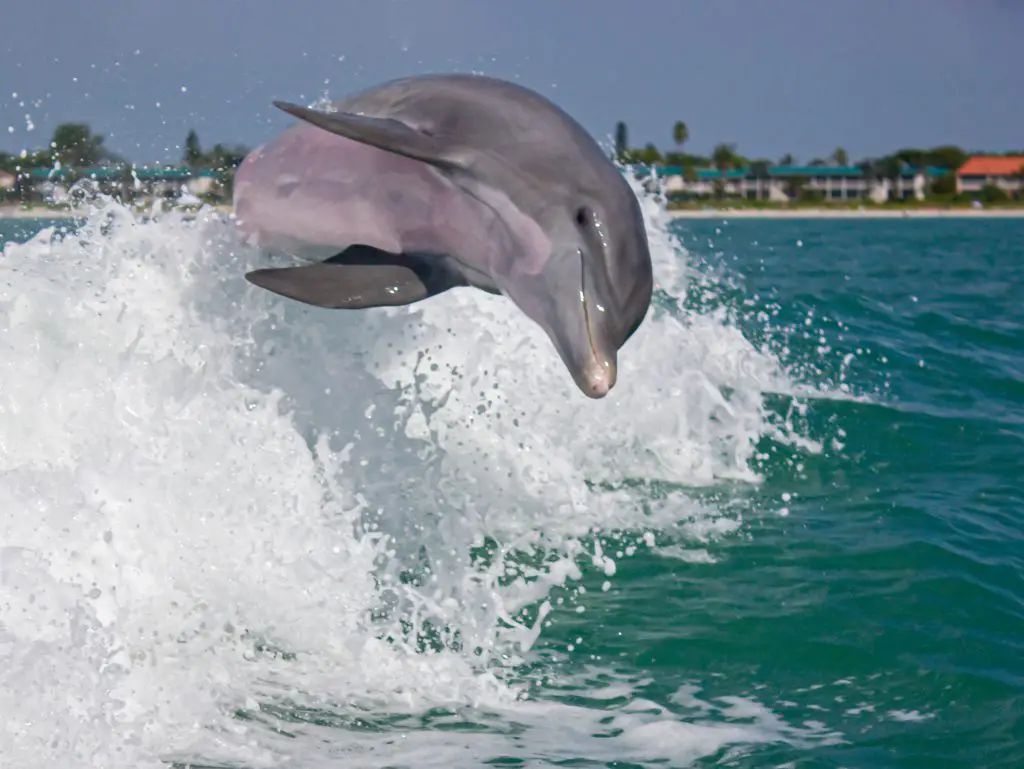 View from a boat of a Dolphin leaping out of the waters in Gulf Coast Florida
