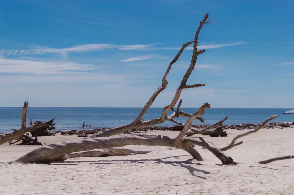 view of driftwood beach on Jekyll Island at midday